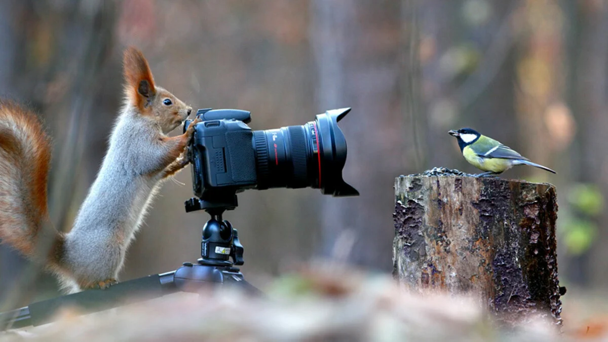 Camera Settings For Wildlife Photography